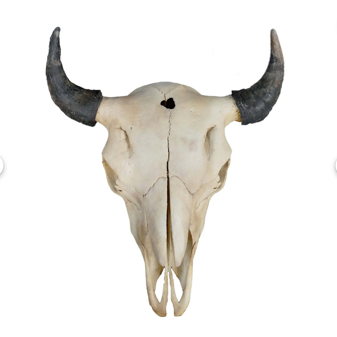 American Buffalo Skull