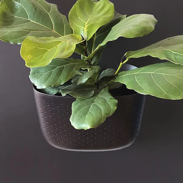 Wally Eco | Espresso